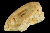 Fossil Ammonite (Hecticoceras) - France #104546-1